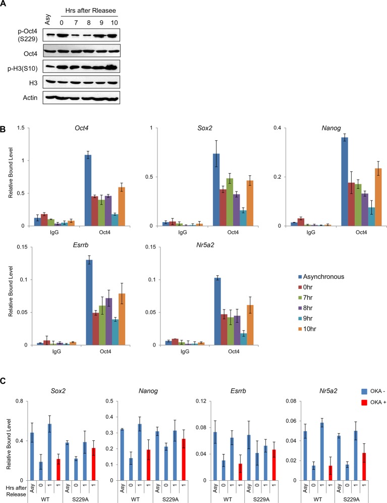 Figure 4—figure supplement 1.