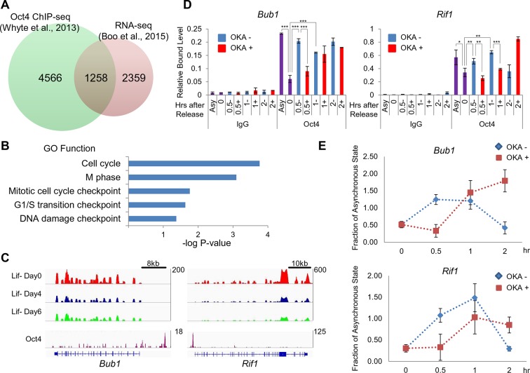 Aurkb/PP1-mediated resetting of Oct4 during the cell cycle determines ...