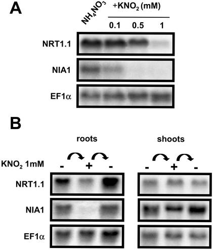 Figure 7.