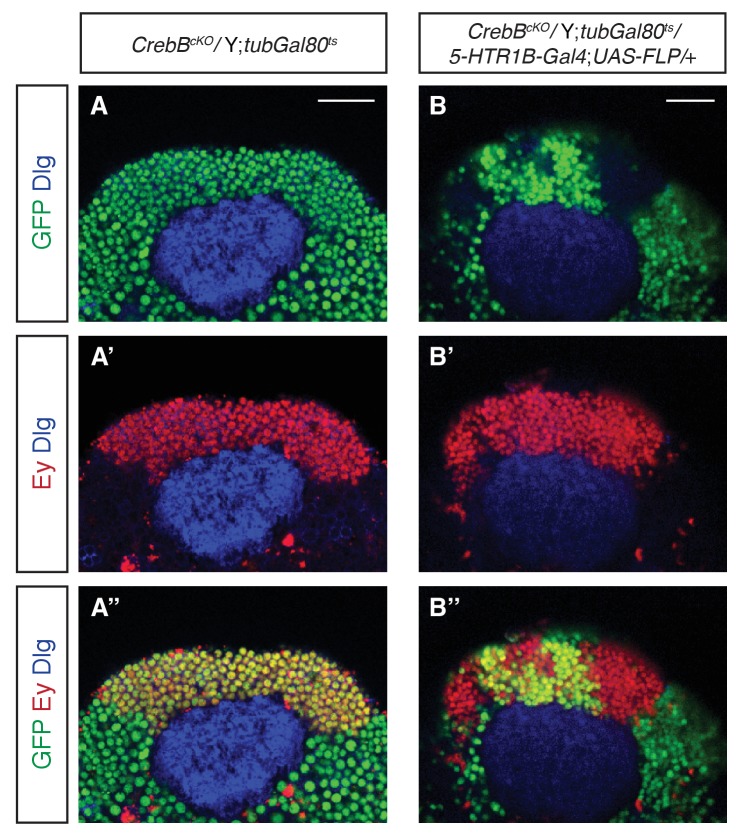 Figure 3—figure supplement 3.