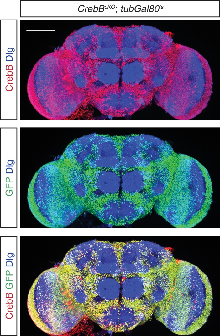 Figure 1—figure supplement 1.