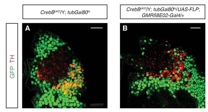 Figure 4—figure supplement 1.