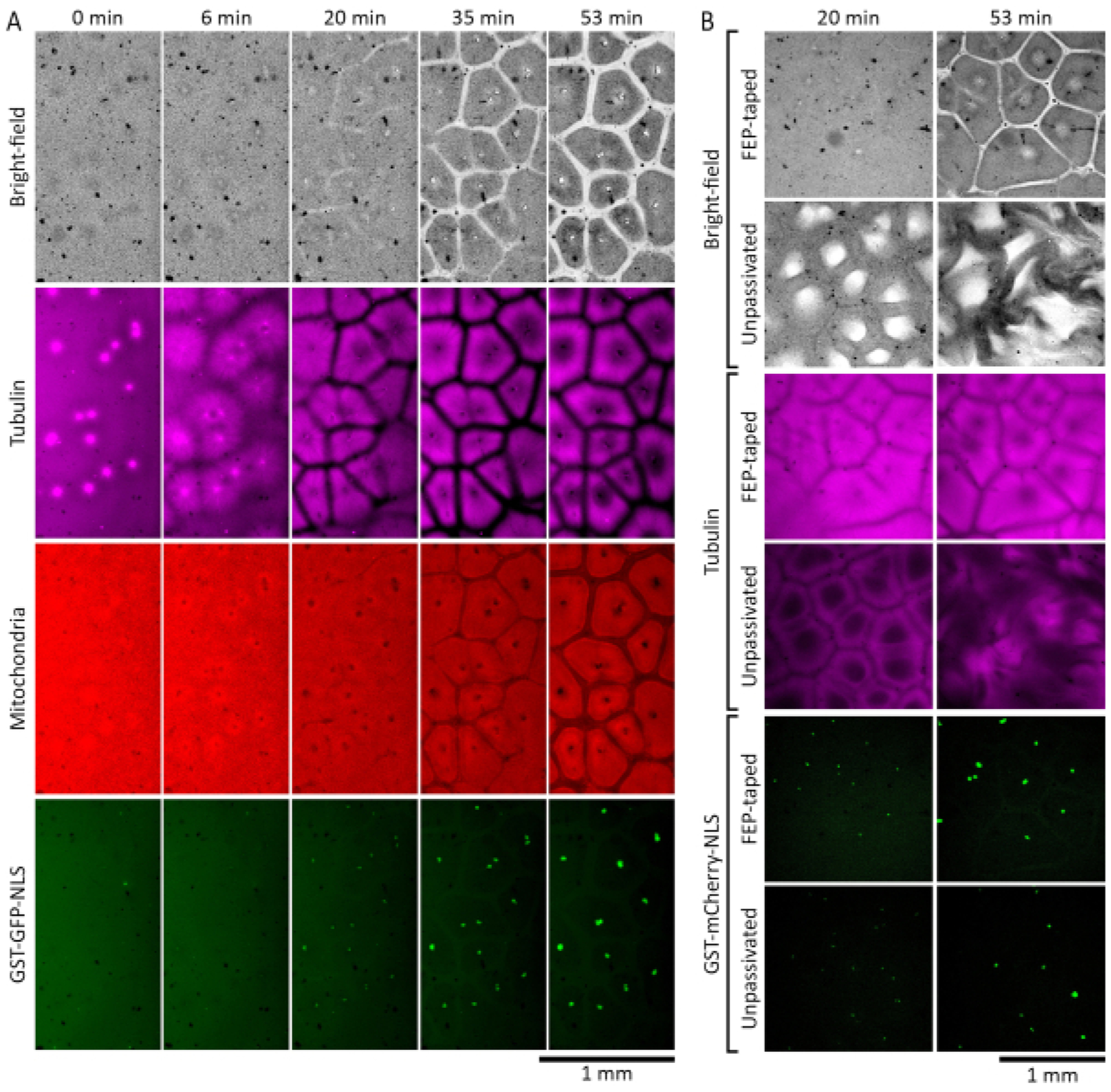 Figure 2: