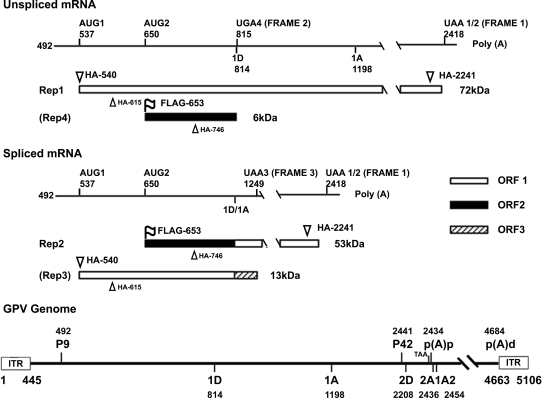 FIG. 1.