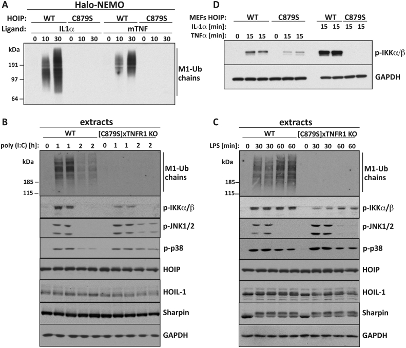 Fig. 6