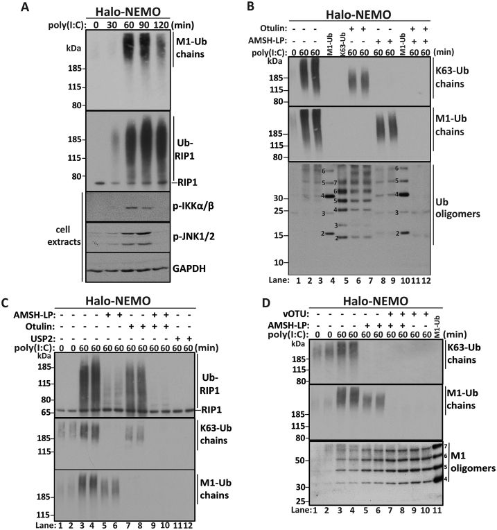 Fig. 4