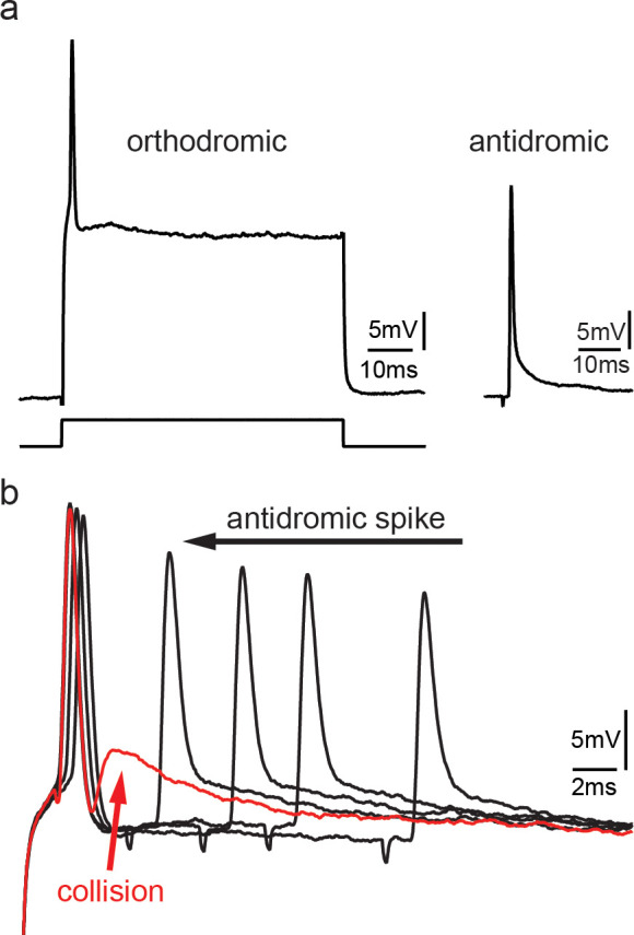 Figure 3—figure supplement 1.