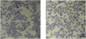 Fig 5