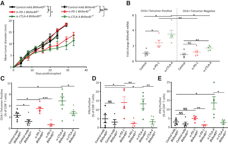 Figure 7. Bhlhe40 is required for generation of functional tumor antigen–specific T cells and ICT efficacy against B16-OVA melanoma. A, B16-OVA tumor growth in Bhlhe40ΔT and Bhlhe40f/f mice treated with control mAb, anti–CTLA-4, or anti–PD-1 on days 3, 6, and 9 posttransplant. B, Bhlhe40 mRNA expression in intratumoral OVA-I tetramer–positive or –negative CD8+ T cells sorted from B16-OVA melanoma–bearing WT mice treated with control mAb, anti–CTLA-4, or anti–PD-1. C, Percent of intratumoral OVA tetramer–positive CD8+ T cells in B16-OVA melanoma–bearing Bhlhe40ΔT and Bhlhe40f/f mice treated as in B. Percent of intratumoral IFNγ-positive CD8+ T cells (stimulated ex vivo with OVA-I peptide; D) or CD4+ T cells (E; stimulated ex vivo with OVA-II peptide) in B16-OVA melanoma–bearing Bhlhe40ΔT or Bhlhe40f/f mice treated as in B. Data in A are presented as average tumor diameter ± SEM of 4–5 mice per group and are representative of at least 3 independent experiments (*, P < 0.05; **, P < 0.01, two-way ANOVA). Data in B are presented as mean ± SEM Bhlhe40 mRNA fold change. Each dot represents a Bhlhe40 mRNA data point from sorted OVA-I tetramer–positive and –negative CD8+ T cells isolated from 4–5 individual mice per group and are representative of at least 3 independent experiments. Data in D and E are presented as mean ± SEM of IFNγ+ cells expressed as a percent of CD8+ T cells or CD4+ T cells as assessed by flow cytometry. For C–E, cells were gated on live CD45+Thy1.2+ and CD8+ or CD4+ T cells. For B–E, cells were isolated from 4–5 individual mice per group on day 15 posttransplant (*, P < 0.05; **, P < 0.01; NS, not significant, unpaired t test).