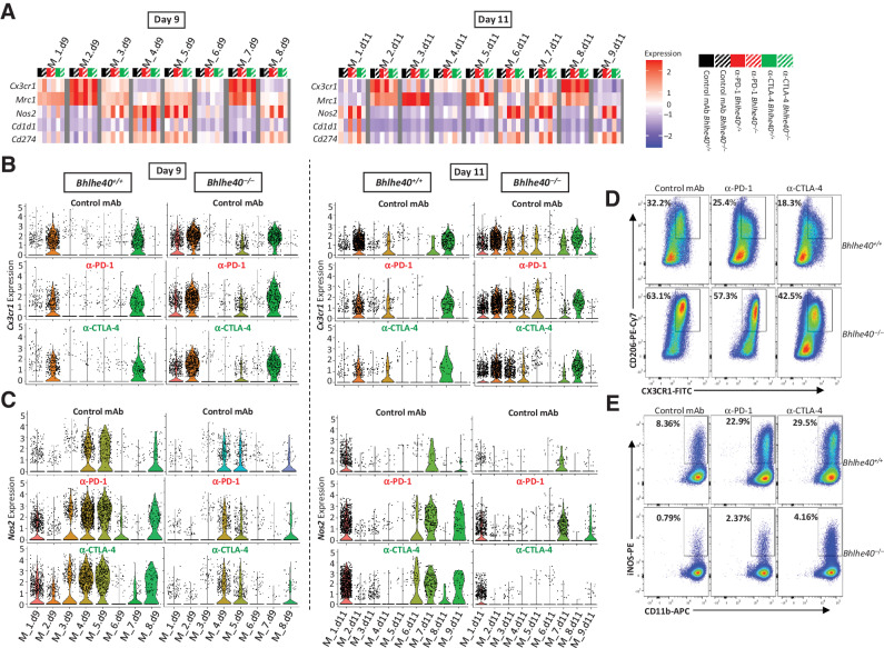 Figure 6. ICT-induced remodeling of intratumoral monocyte/macrophages requires Bhlhe40. A, Heatmap displaying normalized expression of select genes in each monocyte/macrophage cluster by group determined using scRNAseq data from 1956 intratumoral CD45+ cells harvested on day 9 (left) or day 11 (right) posttumor transplant from 1956 tumor–bearing Bhlhe40+/+ or Bhlhe40–/– mice treated with control mAb, anti–CTLA-4, or anti–PD-1. B, Violin plots showing Cx3cr1 expression in intratumoral monocytes/macrophages on day 9 (left) and day 11 (right) by cluster and treatment. C, Violin plots showing Nos2 expression in intratumoral monocytes/macrophages on day 9 (left) and day 11 (right) by cluster and treatment. Flow cytometry plots of 1956 intratumoral macrophages from day 11 posttransplant showing percent of CX3CR1+CD206+ macrophages (D) and iNOS+macrophages (E) in Bhlhe40–/– or Bhlhe40+/+ mice treated with control mAb, anti–CTLA-4, or anti–PD-1. Flow cytometry plots in D and E are gated on macrophages as described in the study by Noguchi and colleagues (39).