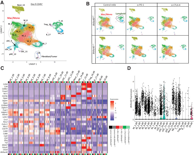 Figure 3. Bhlhe40 is required for ICT-induced remodeling of the intratumoral immune cells. A, UMAP plot from scRNAseq of intratumoral CD45+ cells harvested on day 9 posttumor transplant from 1956 tumor–bearing Bhlhe40+/+ or Bhlhe40–/– mice treated with control mAb, anti–CTLA-4, or anti–PD-1. Cluster cell types identified via known cellular subset marker expression and comparison with Immgen database. B, UMAP plots from scRNAseq of CD45+ intratumoral cells. C, Heatmap displaying normalized expression of select genes in each cell cluster by group. D, Violin plot showing Bhlhe40 expression by cluster.