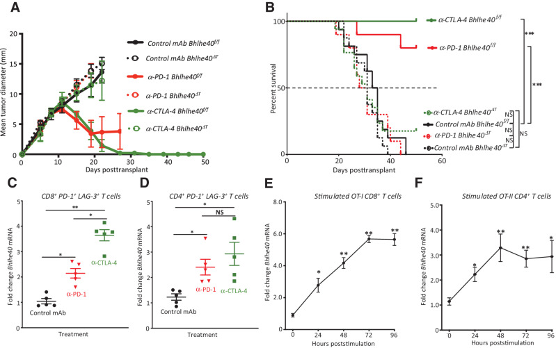 Figure 2. Bhlhe40 is selectively required in T cells for anti–PD-1 or anti–CTLA-4 ICT-mediated tumor rejection. A, Tumor growth in Bhlhe40ΔT or Bhlhe40f/f mice transplanted with 1956 sarcoma cells and subsequently treated with control mAb, anti–CTLA-4, or anti–PD-1 on days 3, 6, and 9 posttransplant. B, Cumulative Kaplan–Meier survival curves of 1956 tumor–bearing Bhlhe40ΔT or Bhlhe40f/f mice treated as in A. Bhlhe40 mRNA expression in intratumoral PD-1+LAG-3+CD8+ T cells (C) and PD-1+LAG-3+CD4+ T cells (D) sorted on day 11 posttransplant from 1956 sarcoma–bearing WT mice treated with control mAb, anti–CTLA-4, or anti–PD-1. Bhlhe40 mRNA expression in CD8+ OT-I T cells (E) stimulated with 1 μmol/L OVA-I peptide and CD4+ OT-II T cells (F) stimulated with 1 μmol/L OVA-II peptide for the indicated time. Data in A are presented as average tumor diameter ± SEM of 5–6 mice per group and are representative of 3 independent experiments. Data in B are cumulative survival curves from 3 independent experiments of 4–6 mice per group [***, P < 0.001; NS, not significant, (log-rank (Mantel–Cox) test)]. For C and D, each dot represents mice harvested and assessed independently (N = 5; *, P < 0.05; **, P < 0.01, unpaired t test). Data in E, and F are presented as mean mRNA fold change. Bar indicates mean ± SEM (*, P < 0.05; **, P < 0.01, unpaired t test) and are representative of 3 independent experiments.