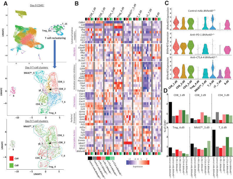 Figure 4. Bhlhe40 regulates CD4+ and CD8+ T-cell function. Intratumoral CD45+ cells were harvested on day 9 posttumor transplant from 1956 tumor–bearing Bhlhe40+/+ or Bhlhe40–/– mice treated with control mAb, anti–CTLA-4, or anti–PD-1, and analyzed by scRNAseq. A, UMAP displaying reclustering of T cell–containing clusters (middle plot) and Cd4 and Cd8 expression (bottom plot) of all experimental conditions computationally combined. B, Heatmap displaying normalized expression of select genes in each T-cell cluster. C, Violin plot showing Bhlhe40 expression in Bhlhe40+/+ mice by cluster and treatment. D, Percentage of cells in individual T-cell clusters by condition and treatment represented as percent of CD45+ cells.