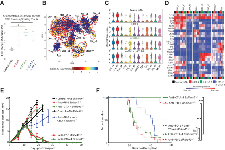 Figure 1. Subsets of intratumoral myeloid and lymphoid cells express Bhlhe40. A, Bhlhe40 mRNA expression in intratumoral mLama4-specific CD8+ T cells sorted from T3 sarcoma–bearing WT mice treated with anti–CTLA-4, anti–PD-1, or both anti–CTLA-4 and anti–PD-1. B, tSNE plot from merged treatment data of exclusively intratumoral lymphocytes showing Bhlhe40 expression within indicated lymphoid subpopulations identified by scRNAseq in the T3 MCA sarcoma. C, Violin plots showing Bhlhe40 expression in T3 intratumoral lymphoid cells by cluster and treatment. D, Heatmap displaying normalized expression of select genes in T3 intratumoral lymphoid cells by cluster and treatment. E, Tumor growth in Bhlhe40–/– or Bhlhe40+/+ mice transplanted with 1956 sarcoma cells and subsequently treated with control, anti–CTLA-4, anti–PD-1, or both anti–CTLA-4 and anti–PD-1 on days 3, 6, and 9 post-transplant. F, Cumulative Kaplan–Meier survival curves for the 1956 tumor–bearing Bhlhe40–/– or Bhlhe40+/+ mice treated as in E. For A, each dot represents 5 pooled mice harvested on day 11 posttransplant and assessed independently (N = 3; *, P < 0.05, unpaired t test). B–D, scRNAseq data generated in Gubin et al (39) were reanalyzed for Bhlhe40 expression. Data in E are presented as average tumor diameter ± SEM of 5 mice per group and are representative of at least four independent experiments. Data in (F) are cumulative survival curves from 4 independent experiments of 3–5 mice per group [***, P < 0.001 (log-rank (Mantel–Cox) test)].