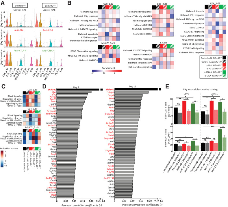 Figure 5. Bhlhe40 deficiency alters effector phenotype of intratumoral T cells during ICT. A, Violin plot showing Ifng expression by T-cell cluster and treatment determined using scRNAseq data from intratumoral CD45+ cells harvested on day 9 posttumor transplant from 1956 tumor–bearing Bhlhe40+/+ (left) or Bhlhe40–/- (right) mice treated with control mAb, anti–CTLA-4, or anti–PD-1. B, Heatmap of select enriched gene sets by T-cell cluster and condition as determined by GSEA enrichment. C, Heatmap of select IPA pathways by T-cell cluster and condition. D, Correlation between gene expression and Bhlhe40 expression. Genes displayed are those with a Pearson correlation coefficient (r) greater than or equal to 0.1 from day 9 (left) or day 11 (right). Genes in red indicate overlap between day 9 and day 11 scRNAseq (P ≤ 1.5e-7 for all genes listed). E, Percent of intratumoral IFNγ+CD8+ cells and IFNγ+CD4+ cells as assessed by intracellular cytokine staining. Data in E are representative of 5 individual mice per condition and represent 3 independent experiments. Bar indicates mean percent ± SEM as assessed by flow cytometry (*, P < 0.05; **, P < 0.01; ***, P < 0.005; NS, not significant, unpaired t test).