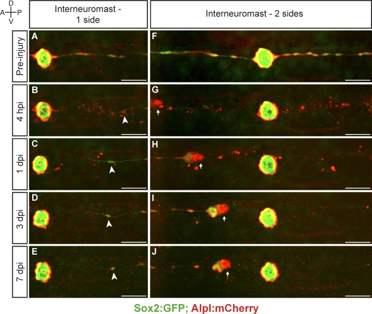 Figure 3—figure supplement 1.