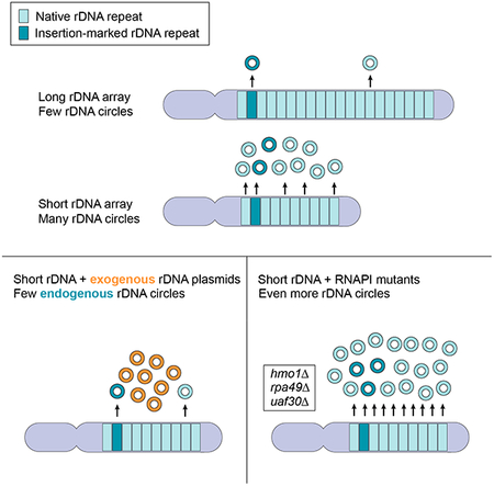 graphic file with name nihms-1506891-f0001.jpg