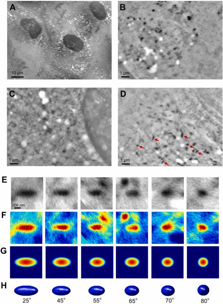 Fig. 4