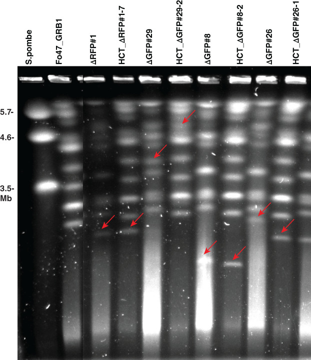 Fig 4