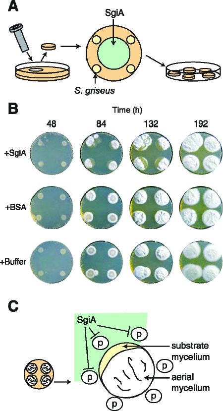 FIG. 7.