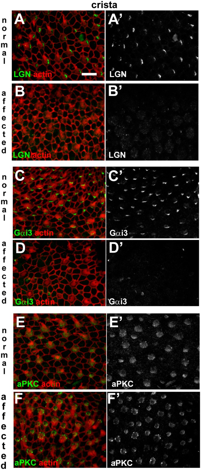 Fig 13