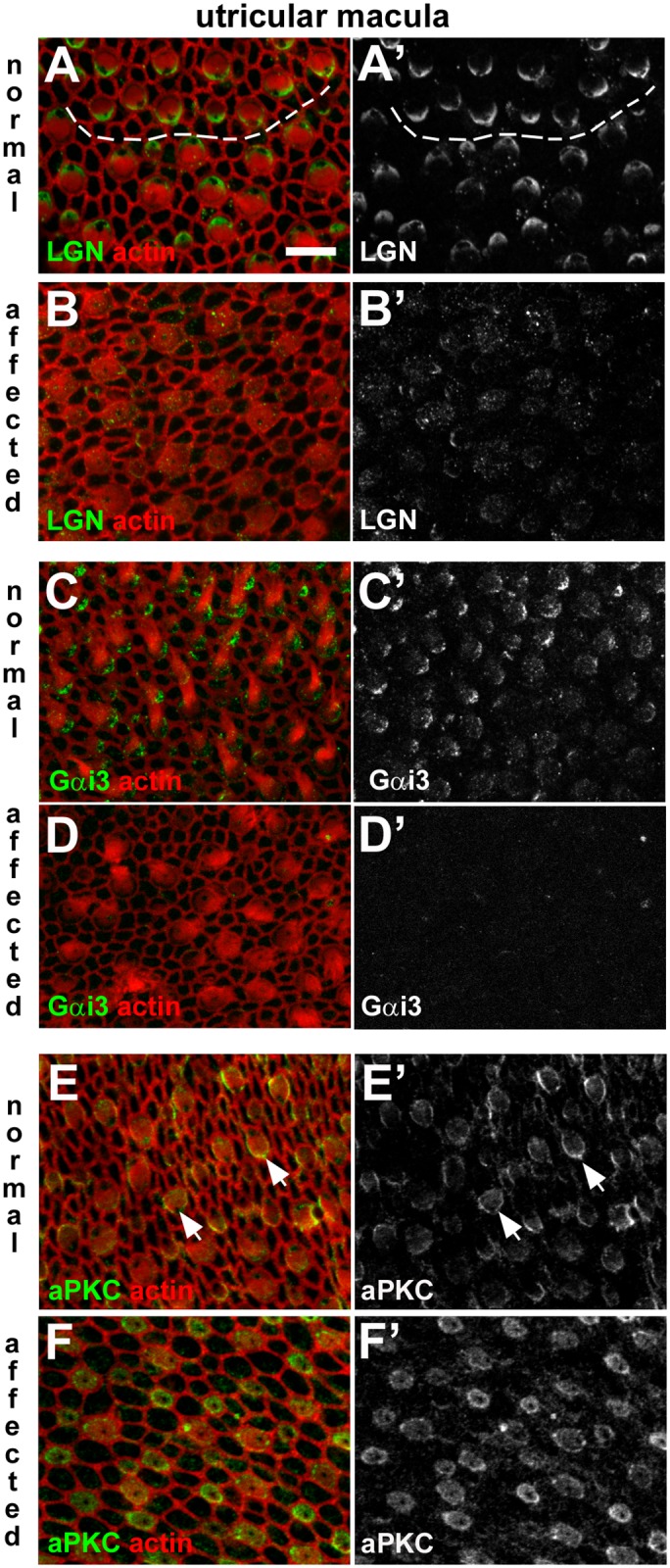 Fig 12