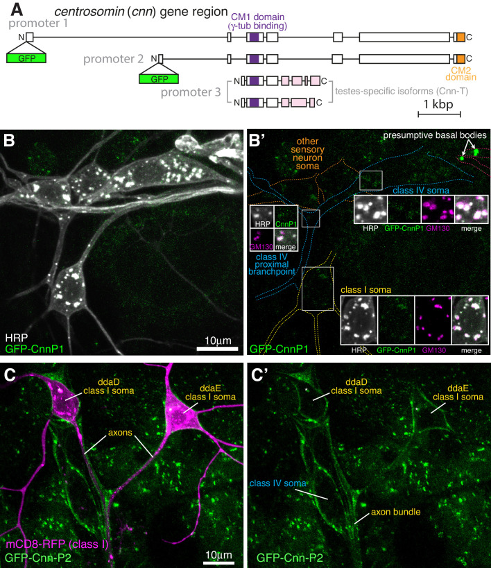 Figure 4—figure supplement 1.