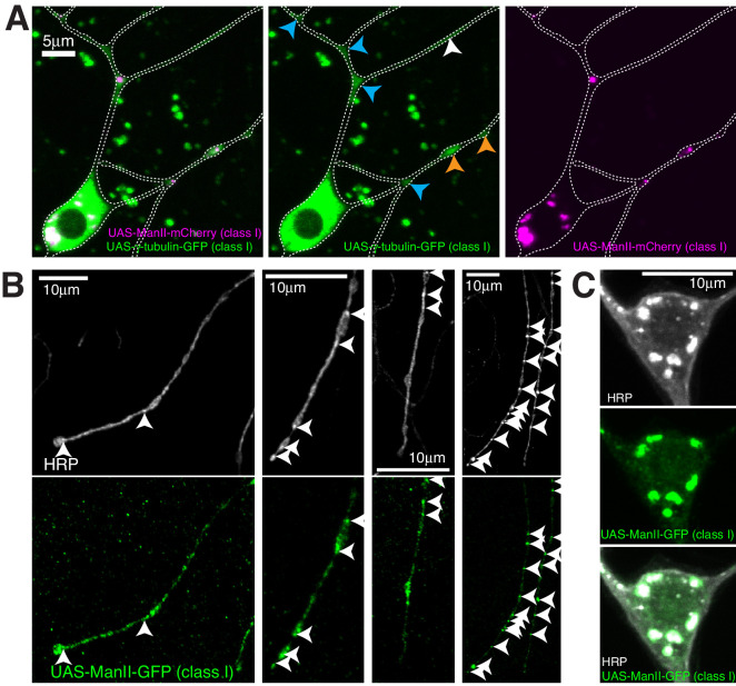 Figure 1—figure supplement 2.