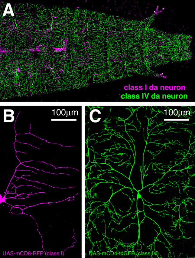 Figure 1—figure supplement 1.