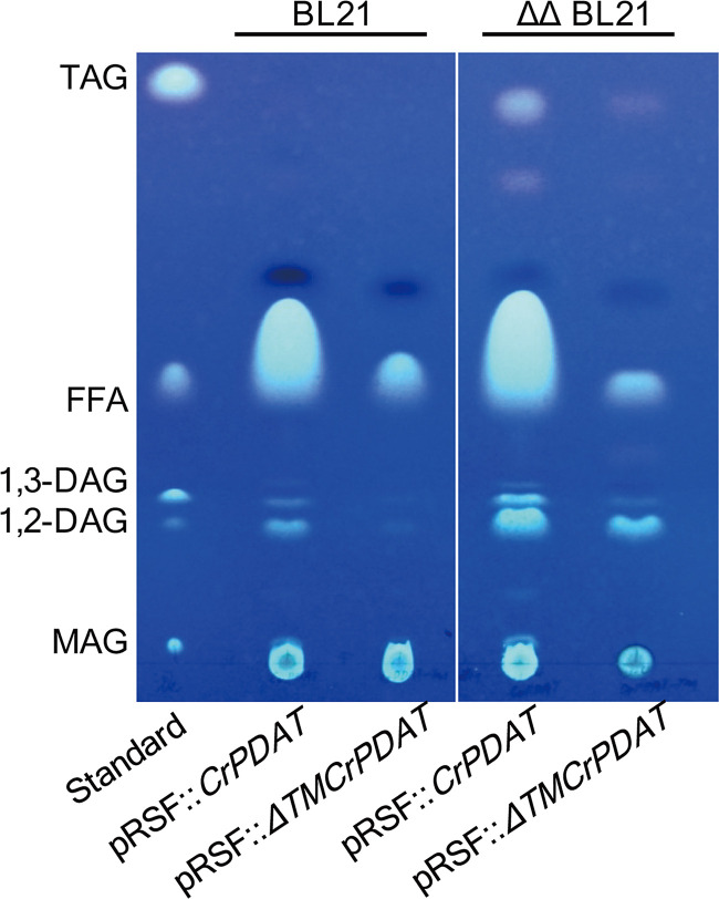 FIG 2