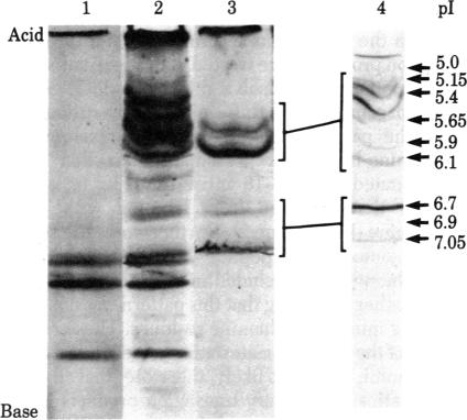 graphic file with name pnas00451-0061-a.jpg