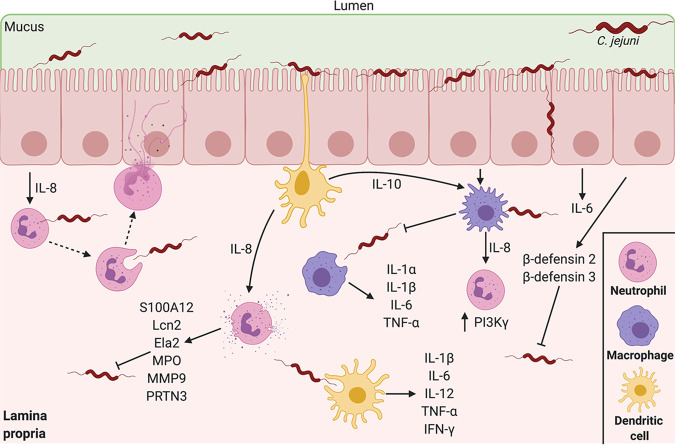 FIG 2