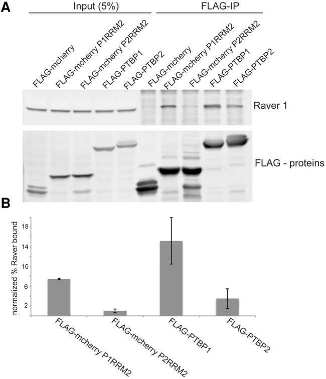 FIGURE 4.