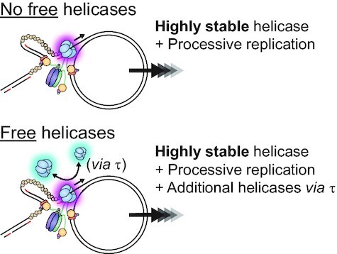 DnaB helicase dynamics in bacterial DNA replication resolved by single ...