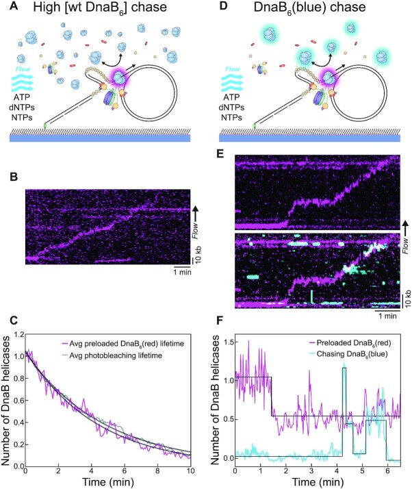 DnaB helicase dynamics in bacterial DNA replication resolved by single ...