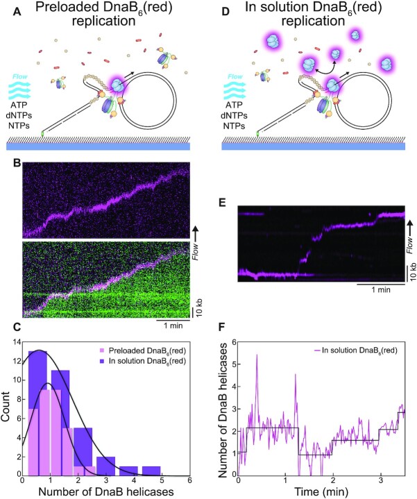 DnaB helicase dynamics in bacterial DNA replication resolved by single ...