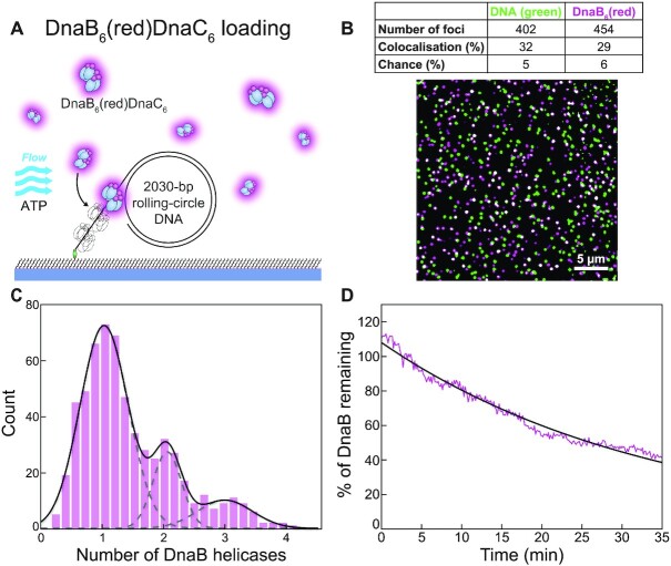 DnaB helicase dynamics in bacterial DNA replication resolved by single ...