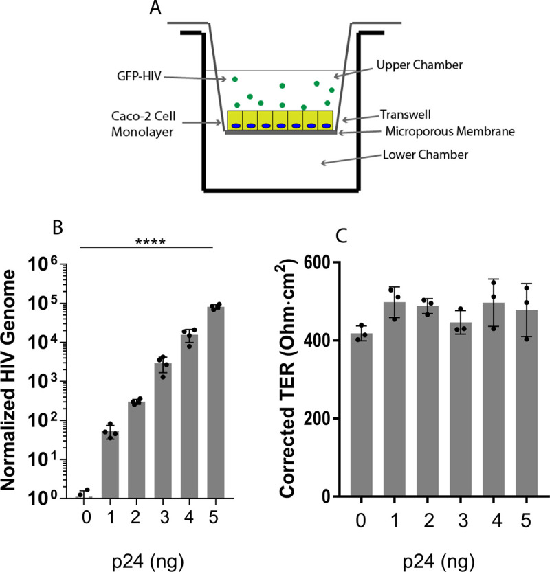 FIG 1