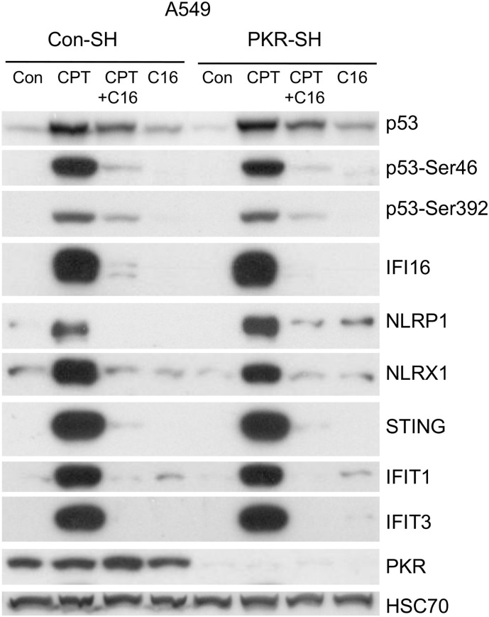 Fig. S3