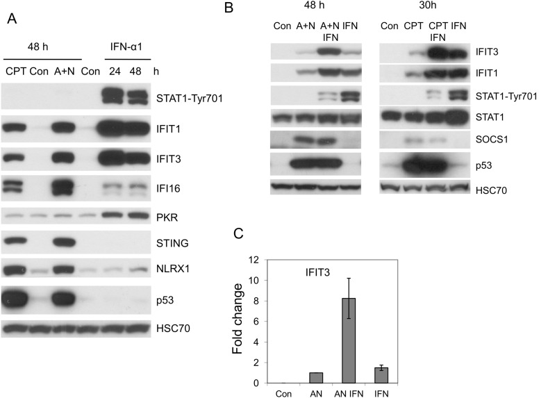 Fig. 10