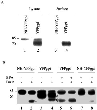 FIG. 5.