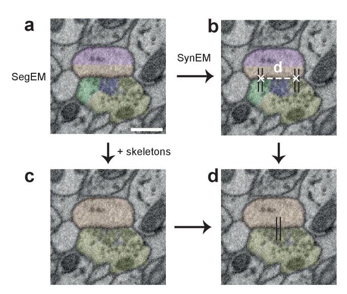 Figure 6—figure supplement 1.