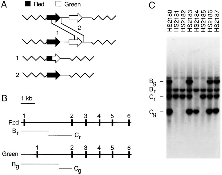 Fig. 1.