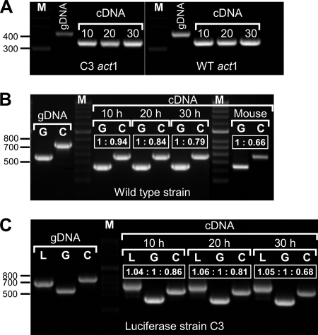 FIG. 3.