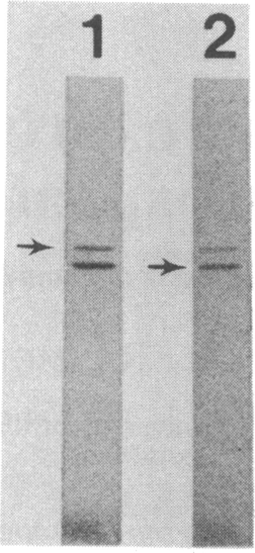 graphic file with name pnas00255-0155-a.jpg