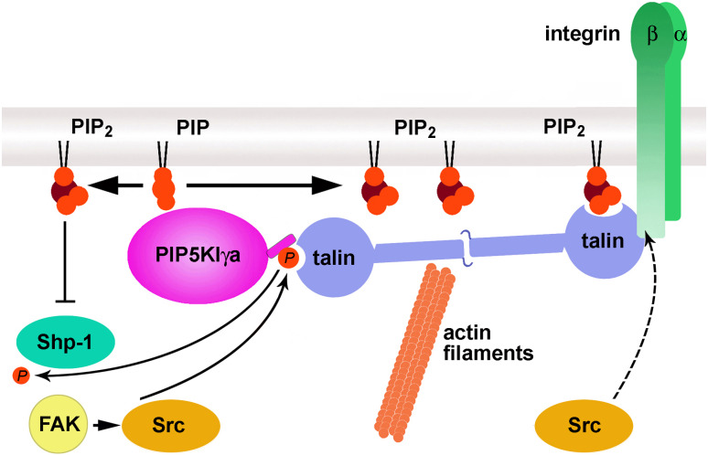 Fig. 4