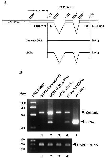 FIG. 6.