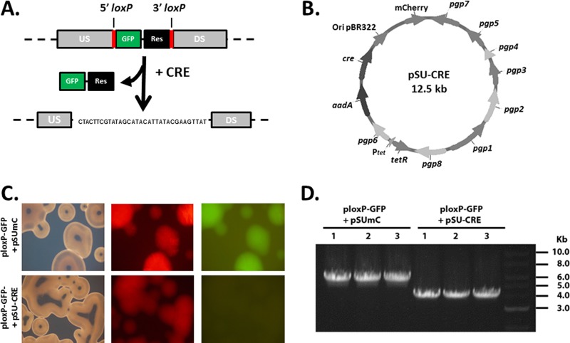 FIG 1