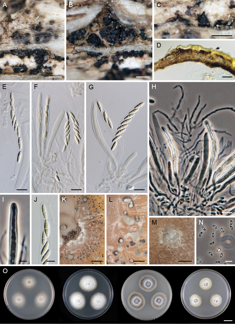 Figure 12.