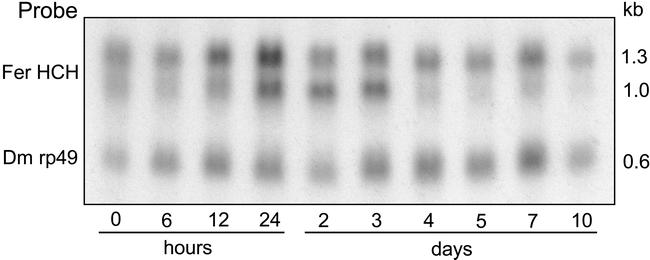 Figure 5A.